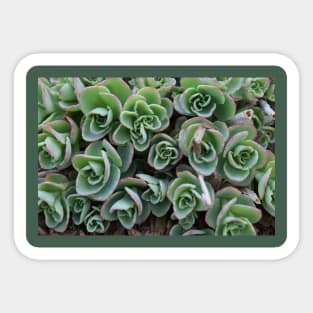 Garden Succulent Plants, Spring Time Plants, Garden Lover Sticker